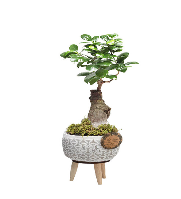 FİCUS BONSAİ